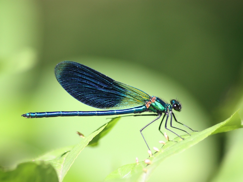 Odonata da ID-confermare
